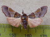 Sacada rosealis